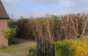 Étêtage de sapins et rabaissage d'une haie