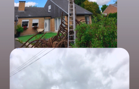 Abattage d'un araucaria sur Maubeuge 